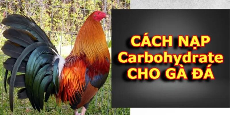 Cách nạp carbo cho gà đá là một phương pháp đặc biệt