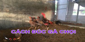 Cách đúc gà chọi nhiều trống