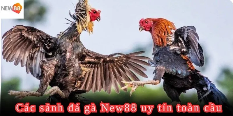 Đá gà New88