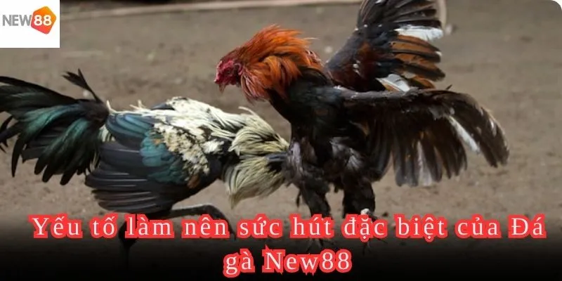 Đá gà New88